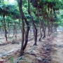 Drip Irrigation