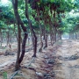 Drip Irrigation