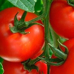 Tomatos